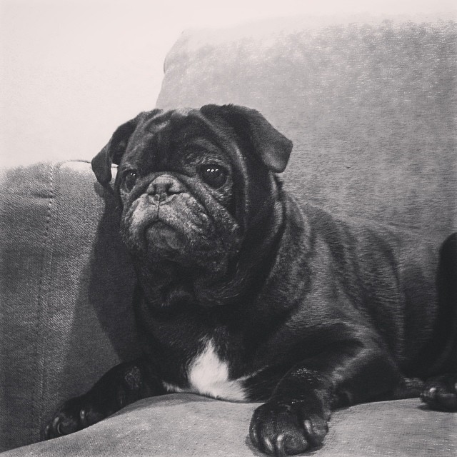 Pug Pug