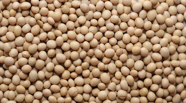 peterson soy beans